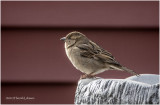 KP15372 House Sparrow.jpg