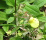 IMG_2626b.jpg