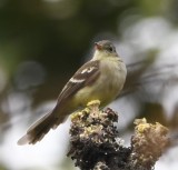 DSC_6981b.jpg