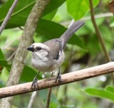 DSC_7206b.jpg