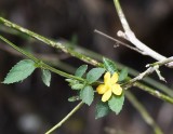 DSC_7243b.jpg