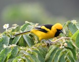DSC_7361b.jpg