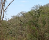 IMG_2706b.jpg