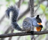 DSC_7493b.jpg