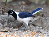 DSC_7505b.jpg