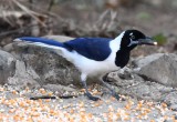 DSC_7509b.jpg