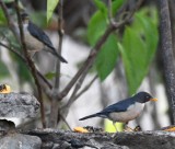 DSC_7516b.jpg