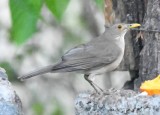 DSC_7543b.jpg