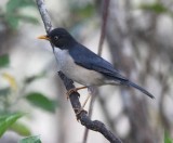 DSC_7579b.jpg