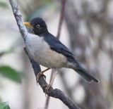 DSC_7580b.jpg