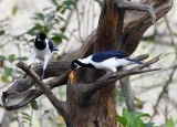 DSC_7632b.jpg