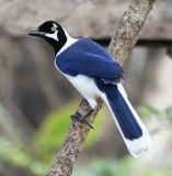 DSC_7768b.jpg