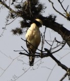 DSC_7833b.jpg