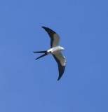 DSC_7845b.jpg