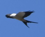 DSC_7871b.jpg