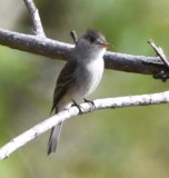 DSC_7909b.jpg