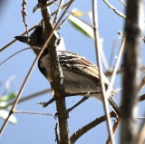 DSC_7932b.jpg