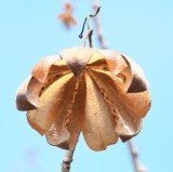 DSC_7955b.jpg