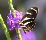 DSC_8050b.jpg
