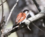 DSC_8096b.jpg