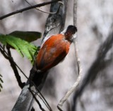 DSC_8099b.jpg