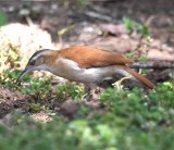 DSC_8118b.jpg