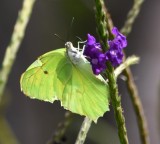 DSC_8209b.jpg