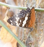 DSC_8262b.jpg
