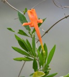 DSC_8285b.jpg