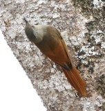 DSC_8365b.jpg
