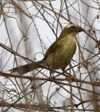 DSC_8376b.jpg