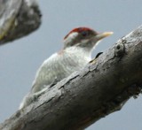 DSC_8404b.jpg