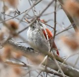 DSC_8411b.jpg