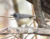 DSC_8498b.jpg