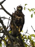 DSC_8612b.jpg