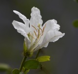 DSC_8682b.jpg