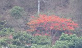 DSC_8711b.jpg