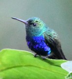 DSC_8931b.jpg