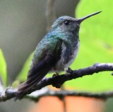 DSC_9070b.jpg