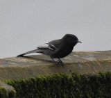 DSC_9204b.jpg