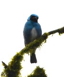 DSC_9223b.jpg
