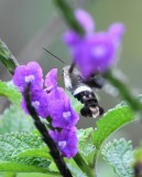 DSC_9304b.jpg