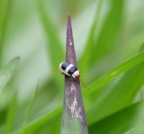 DSC_9473b.jpg