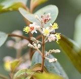 DSC_9503b.jpg
