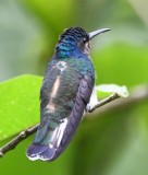 DSC_9795b.jpg