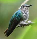 DSC_9800b.jpg