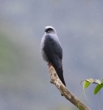 DSC_9861b.jpg