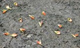 DSC_9870b.jpg