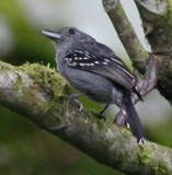 DSC_9917b.jpg