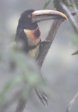 DSC_9962b.jpg